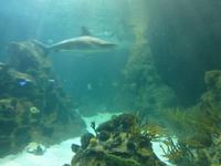 Loro Parque &ndash; &copy; Anna Stiebing (Eberhardt TRAVEL)