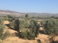 Ölbäume auf dem Weg nach Granada &ndash; &copy; Wolfgang Balling (Eberhardt TRAVEL)