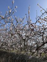 Mandelblüte  &ndash; &copy; Adrien Wifek (Eberhardt TRAVEL)