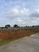 Weingut Macia Batle &ndash; &copy; Adrien Wifek (Eberhardt TRAVEL)