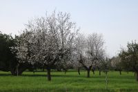 Mandelblüte &ndash; &copy; Adrien Wifek (Eberhardt TRAVEL)