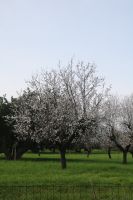 Mandelblüte &ndash; &copy; Adrien Wifek (Eberhardt TRAVEL)