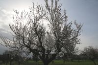 Mandelblüte &ndash; &copy; Adrien Wifek (Eberhardt TRAVEL)