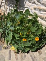 Alpujarra 