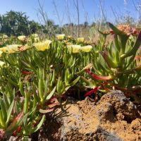Blumen auf dem Weg &ndash; &copy; Manuel Gonzalez Urrutia (Eberhardt TRAVEL)