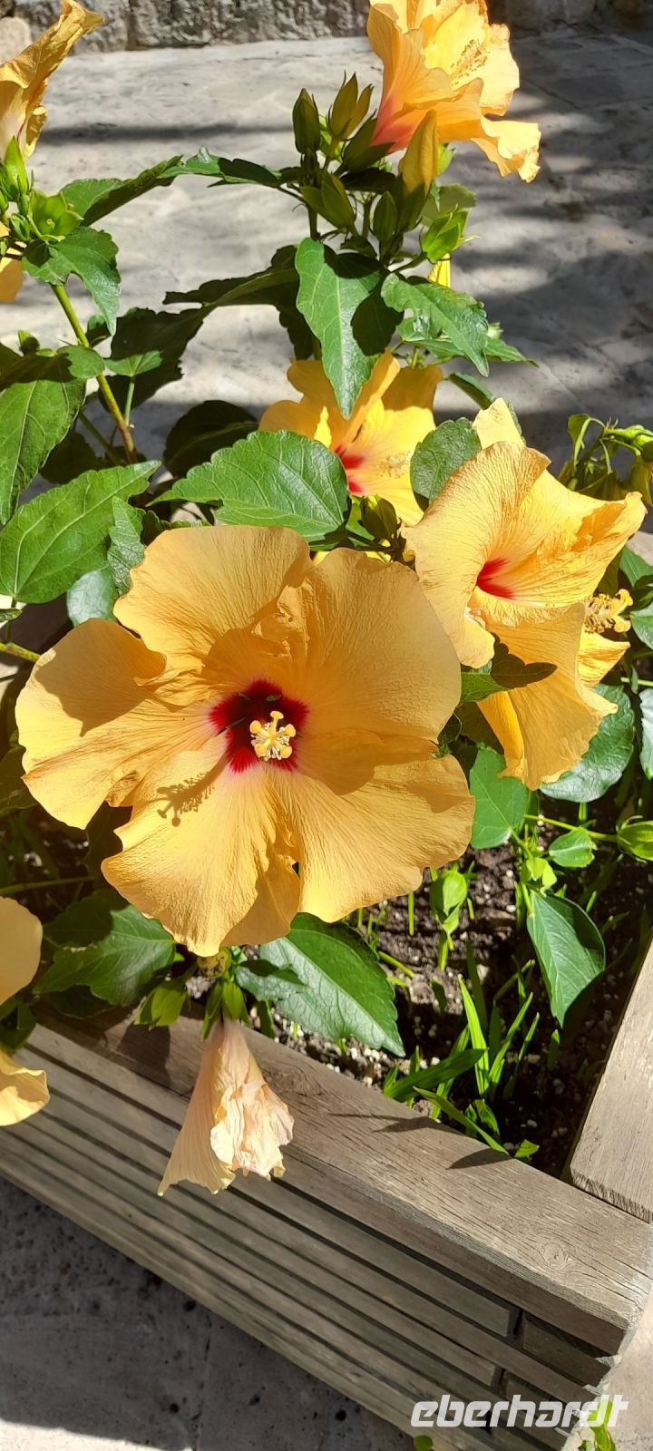 Hibiskus &ndash; &copy; Birgit Hattich (Eberhardt TRAVEL)