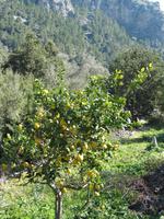 Finca Balitx d'Avall