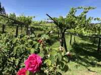 Weinberg Granbazan &ndash; &copy; Sabine C. Seifert (Eberhardt TRAVEL)