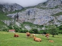 Wanderung in Fuente Dé (8) &ndash; &copy; Benjamin Rodriguez Manzanares (Eberhardt TRAVEL)