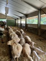 Lämmer in der Käserei  &ndash; &copy; Sabine C. Seifert (Eberhardt TRAVEL)