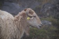 Schaf(e)  &ndash; &copy; Andreas Böcker (Eberhardt TRAVEL)