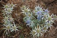 Cardo azul - Spanische Edeldistel/Mannstreu &ndash; &copy; Andreas Böcker (Eberhardt TRAVEL)