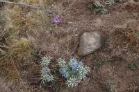 Mannstreu/Spanische Edeldistel und Bergherbstzeitlose (Cardo Azul und Quitameriendas) &ndash; &copy; Andreas Böcker (Eberhardt TRAVEL)