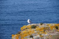 Möwe &ndash; &copy; Andreas Böcker (Eberhardt TRAVEL)