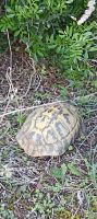 Schildkröte &ndash; &copy; Heike Meinhold (Eberhardt TRAVEL)