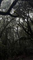 Der Nebel begleitet uns &ndash; &copy; Manuel Gonzalez Urrutia (Eberhardt TRAVEL)