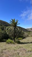 Völlig andere Vegetation &ndash; &copy; Manuel Gonzalez Urrutia (Eberhardt TRAVEL)