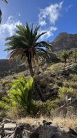Palmen hier und da &ndash; &copy; Manuel Gonzalez Urrutia (Eberhardt TRAVEL)