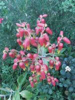 Orchidee &ndash; &copy; Ulrike Blenke (Eberhardt TRAVEL)