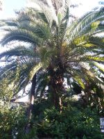 Palme &ndash; &copy; Ulrike Blenke (Eberhardt TRAVEL)
