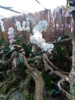 die weiße Orchidee