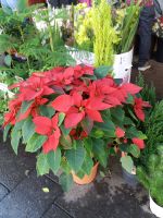 Weihnachtsstern &ndash; &copy; Ulrike Blenke (Eberhardt TRAVEL)