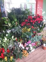 Blumenstand &ndash; &copy; Ulrike Blenke (Eberhardt TRAVEL)