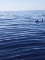 Delphin &ndash; &copy; Ulrike Blenke (Eberhardt TRAVEL)