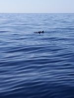 Delphin &ndash; &copy; Ulrike Blenke (Eberhardt TRAVEL)