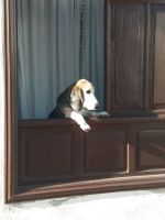 Hundeblick &ndash; &copy; Ulrike Blenke (Eberhardt TRAVEL)