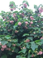 Blumenbaum &ndash; &copy; Ulrike Blenke (Eberhardt TRAVEL)