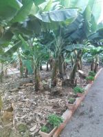 Bananenstauden  &ndash; &copy; Ulrike Blenke (Eberhardt TRAVEL)