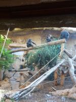 Schimpansenfamilie &ndash; &copy; Ulrike Blenke (Eberhardt TRAVEL)