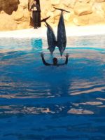 Delphinshow &ndash; &copy; Ulrike Blenke (Eberhardt TRAVEL)