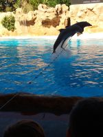 Delphinshow &ndash; &copy; Ulrike Blenke (Eberhardt TRAVEL)
