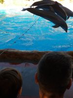 Delphinshow &ndash; &copy; Ulrike Blenke (Eberhardt TRAVEL)