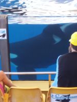 Orca &ndash; &copy; Ulrike Blenke (Eberhardt TRAVEL)