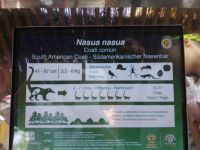 Nasenbär &ndash; &copy; Ulrike Blenke (Eberhardt TRAVEL)