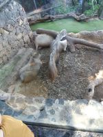 Nasenbär &ndash; &copy; Ulrike Blenke (Eberhardt TRAVEL)