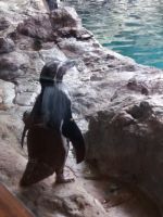 Pinguin &ndash; &copy; Ulrike Blenke (Eberhardt TRAVEL)