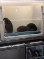 Baby-Pinguine &ndash; &copy; Ulrike Blenke (Eberhardt TRAVEL)