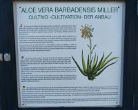 Aloe Vera Farm und Shop &ndash; &copy; Georg Berger (Eberhardt TRAVEL)
