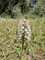 Orchideen am Wegesrand &ndash; &copy; Anne Schröder (Eberhardt TRAVEL)