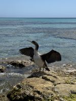 Playa Son Bou &ndash; &copy; Anne Schröder (Eberhardt TRAVEL)