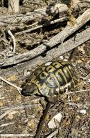 Erneut Schildkröten in freier Natur gesichtet &ndash; &copy; Anne Schröder (Eberhardt TRAVEL)