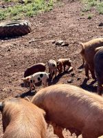 Schweinerei bei der Käserei Sa Roqueta &ndash; &copy; Anne Schröder (Eberhardt TRAVEL)