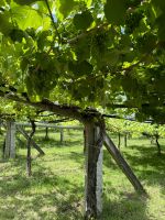 Weinkellerei  &ndash; &copy; Francisco Javier Burgos Gutierrez (Eberhardt TRAVEL)