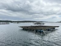 Muschelzucht  &ndash; &copy; Francisco Javier Burgos Gutierrez (Eberhardt TRAVEL)