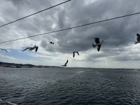 Muschelzucht &ndash; &copy; Francisco Javier Burgos Gutierrez (Eberhardt TRAVEL)