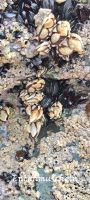 Entenmuscheln  &ndash; &copy; Beate Klingebiel (Eberhardt TRAVEL)